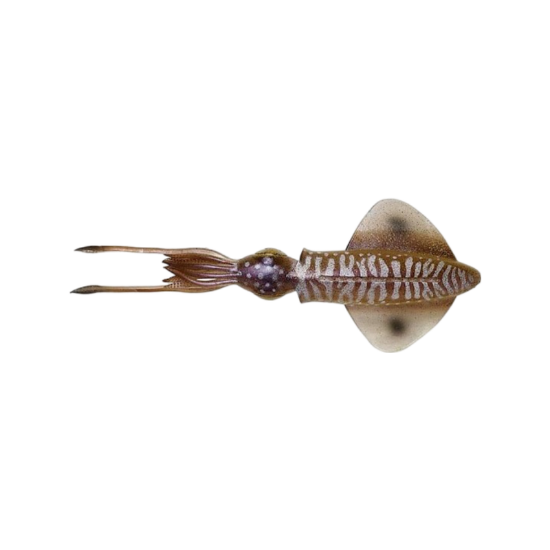 Εικόνα της 3d Lb Swim Squid 32gr  #CUTTLEFISH